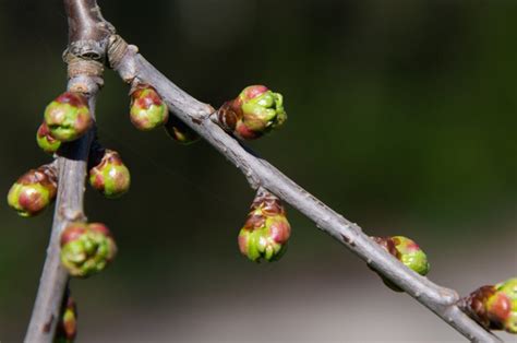 blumen knospen|Baumknospen